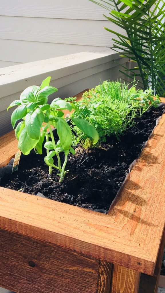 Gut Healing Herb Garden Tips, Herb Garden Tips And Tricks